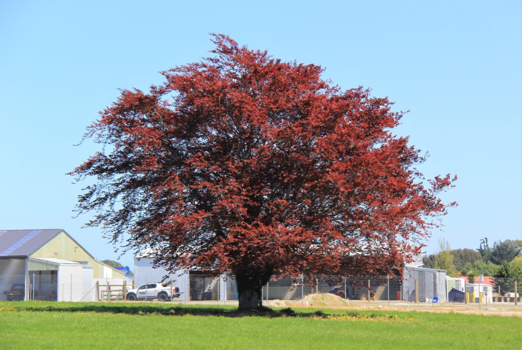 FAGUS Sylvatica Purpurea Copper Beech Easy Big Trees NZ