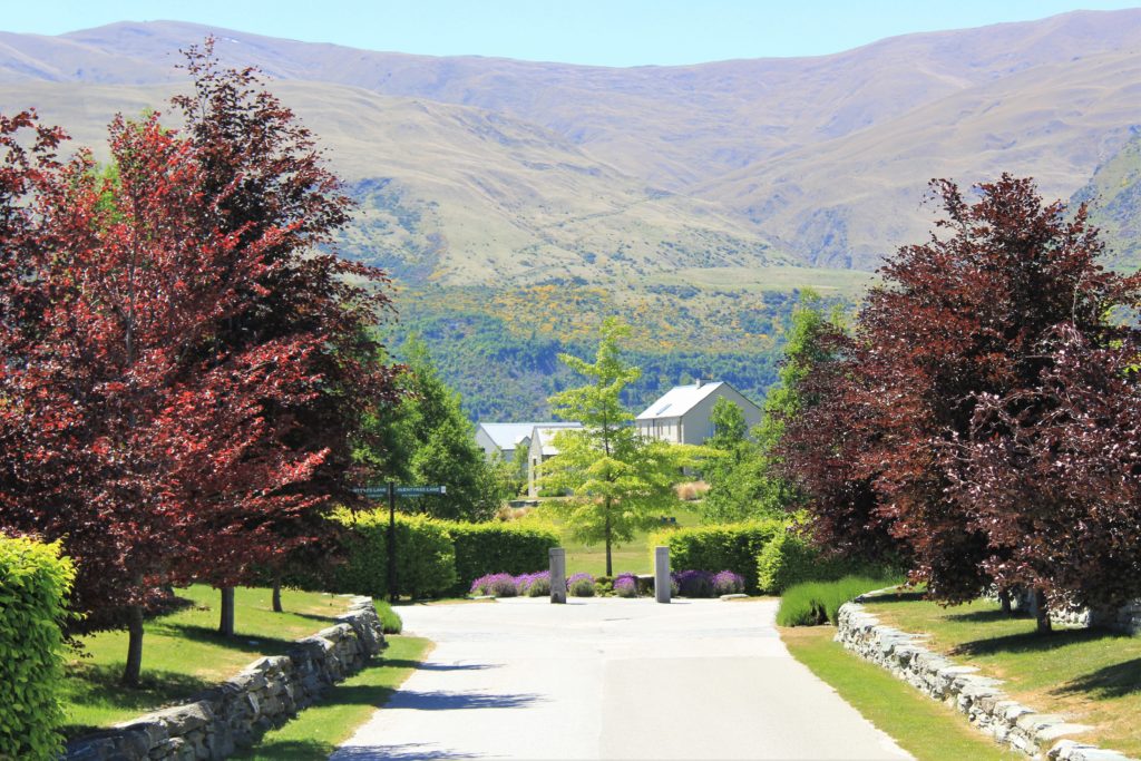 Fagus Sylvatica Purpurea Copper Beech Easy Big Trees Nz