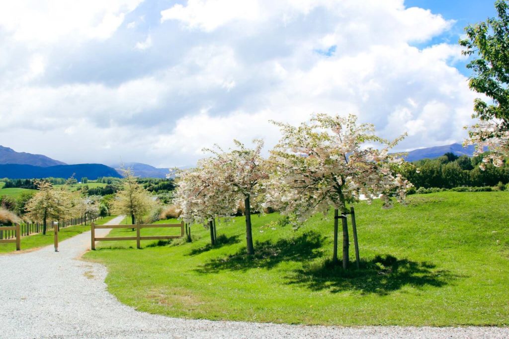 Prunus Shimidsu Sakura Moonlight Cherry Easy Big Trees Nz