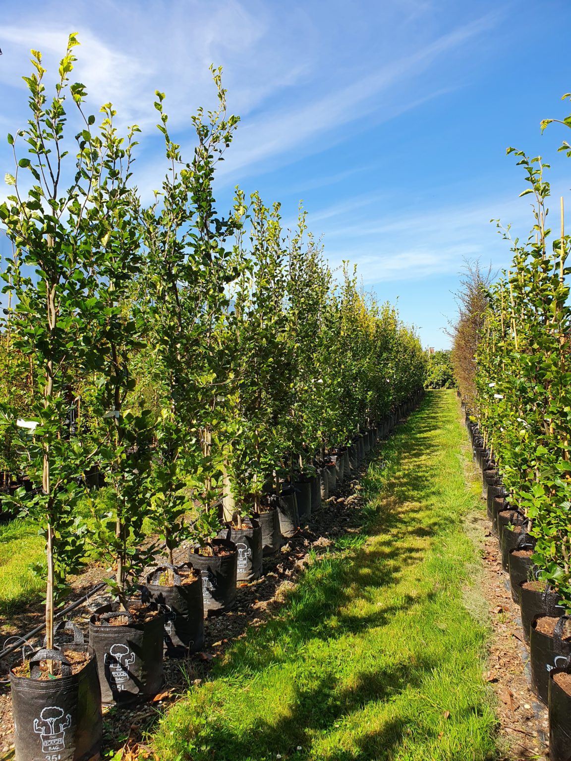 Fagus Sylvatica Dawyck Green Easy Big Trees Nz