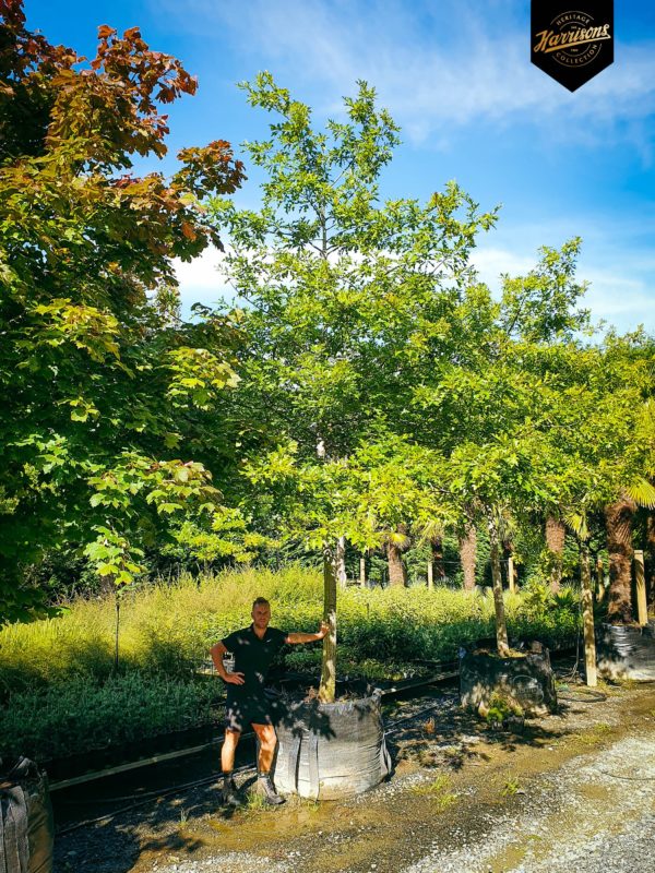 Heritage Pin Oak Easy Big Trees New Zealand