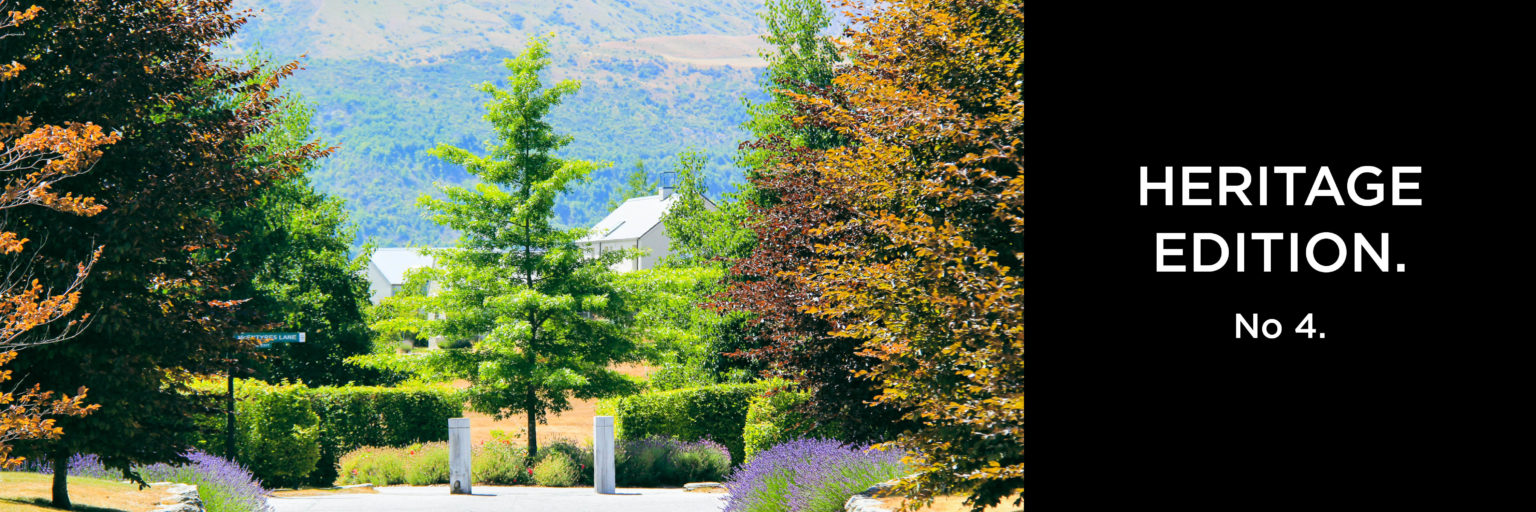 Heritage Pin Oak Easy Big Trees New Zealand