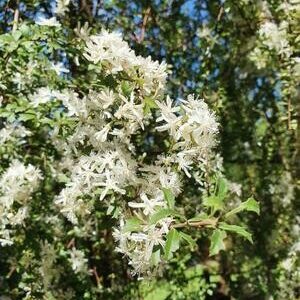 HOHERIA angustifolia – NZ Native Lacebark