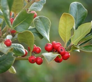 ILEX altaclerensis Hendersonii – Smooth Leaf Holly