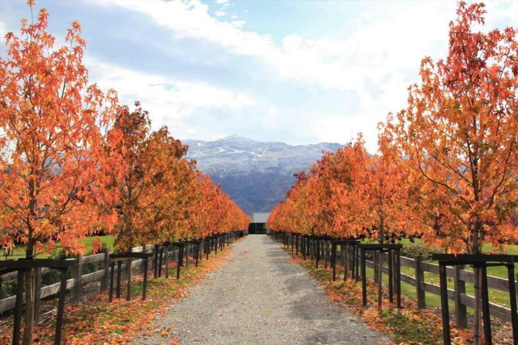 LIQUIDAMBAR 'Worplesdon' Sweet Gum | Easy Big Trees | NZ