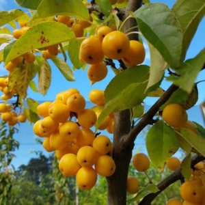 MALUS ‘Golden Hornet’ – Golden Fruiting Crabapple