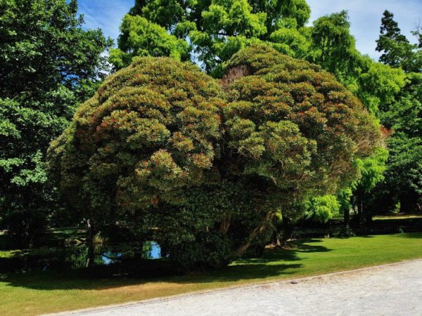 Pohutukawa trees | NZ