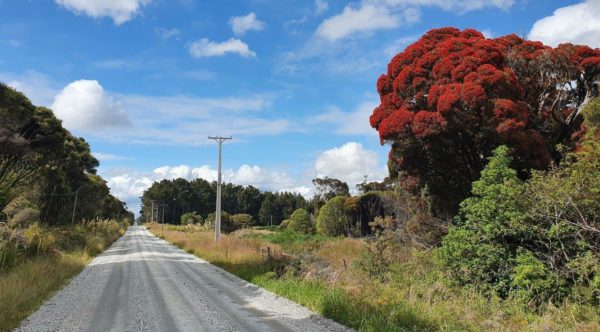 Pohutukawa trees | NZ