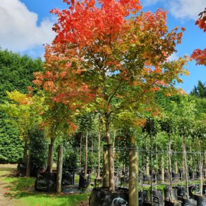 ACER platanoides – Norway Maple