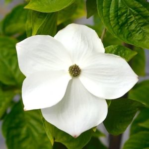 CORNUS ‘Eddies White Wonder’ – White Flowering Dogwood