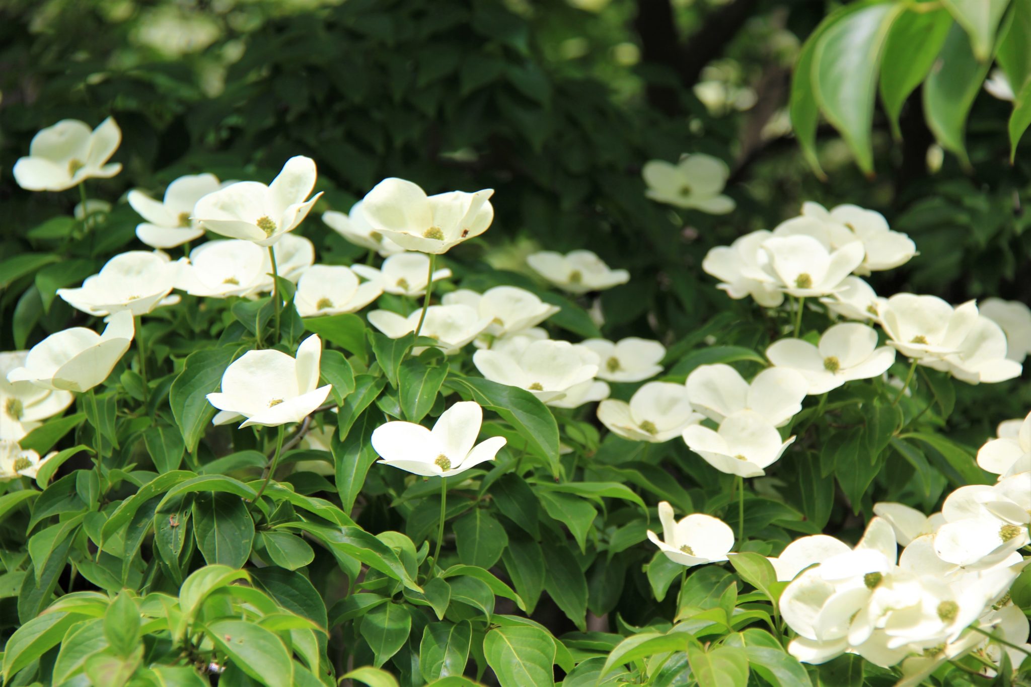 CORNUS Greenvale | Dogwood | Easy Big Trees | NZ