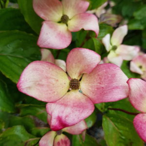 CORNUS kousa ‘Satomi’ – Pink Flowering Dogwood