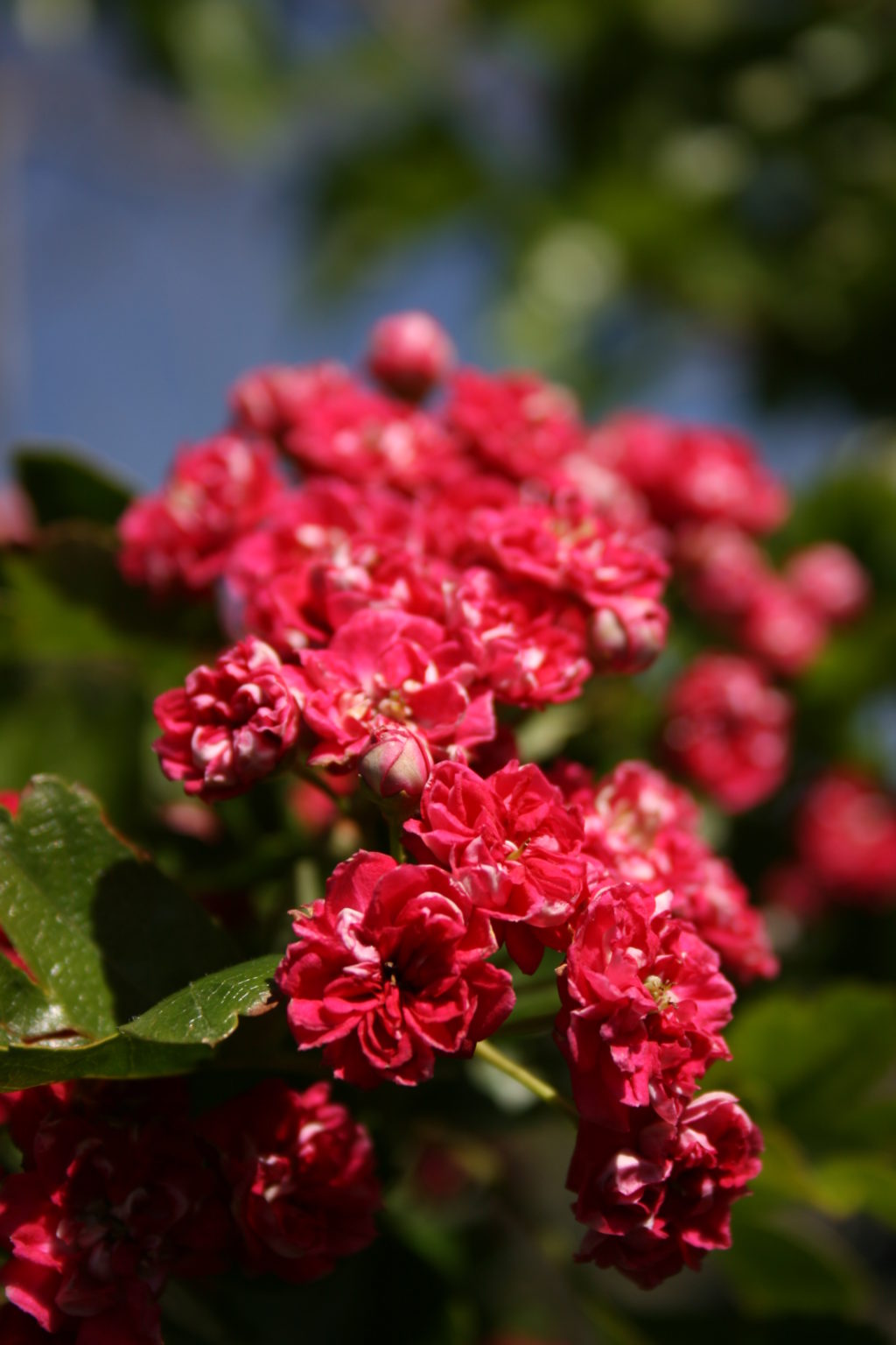 CRATAEGUS 'Pauls Scarlet' Hawthorn | Easy Big Trees | NZ