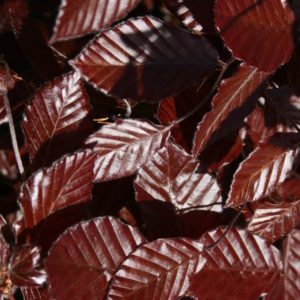 FAGUS sylvatica ‘Purpurea’ – Copper Beech