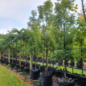 FRAXINUS excelsior ‘Green Glow’ – English Ash (select form)