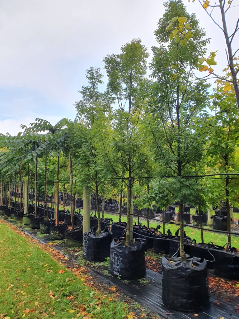 Fraxinus Greenglow 200lt March 2021