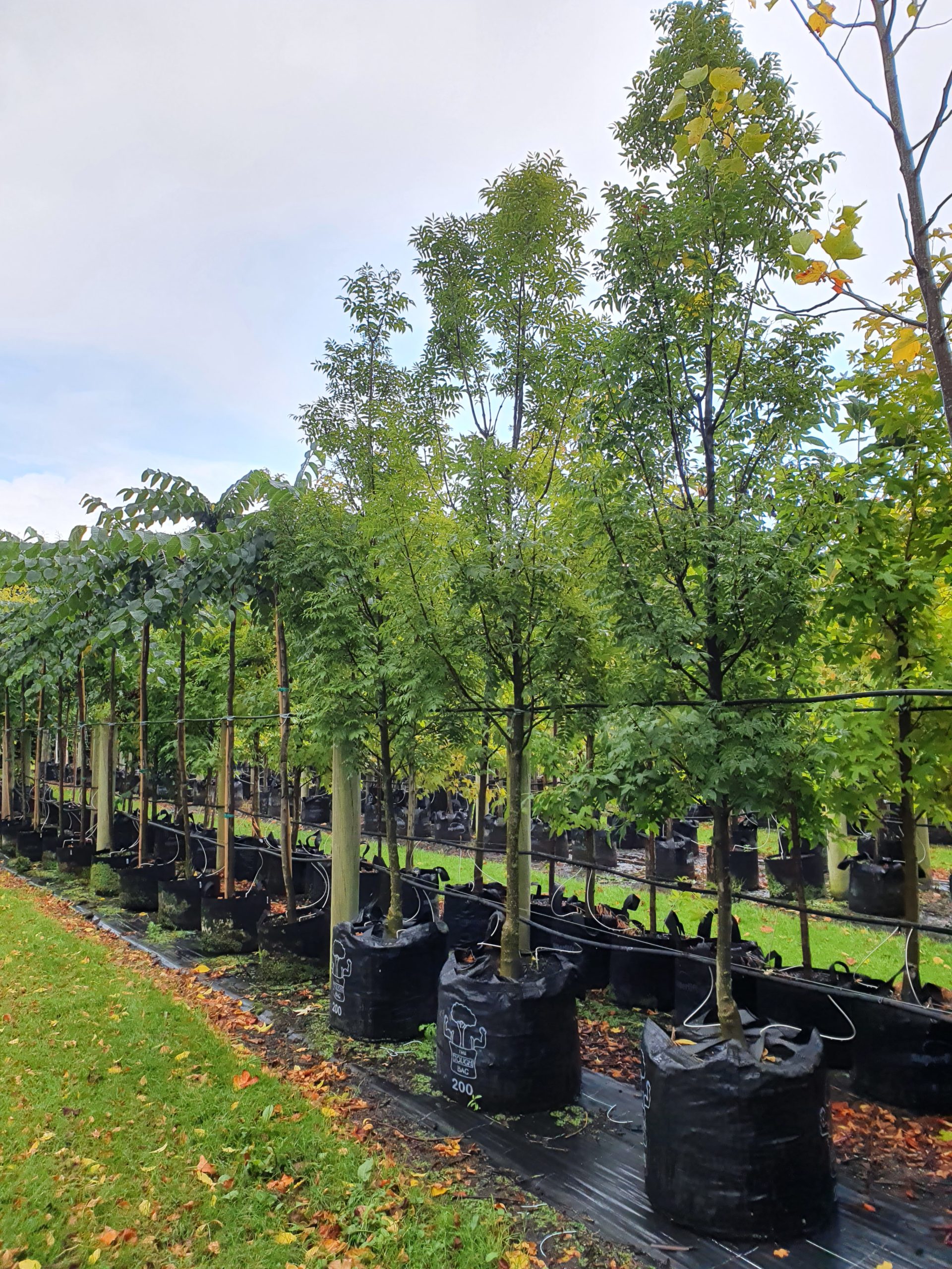Heritage FRAXINUS excelsior Green Glow 'English Ash' NZ