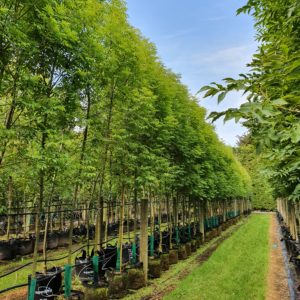 FRAXINUS excelsior ‘Green Glow’ – English Ash (select form)