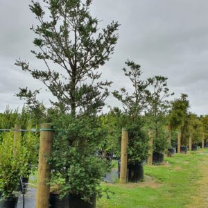 PODOCARPUS Totara Trees In NZ ‘Matapouri Blue’ – Native Blue Totara