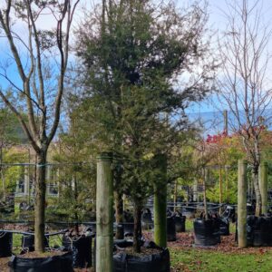 PODOCARPUS totara – NZ Native Totara