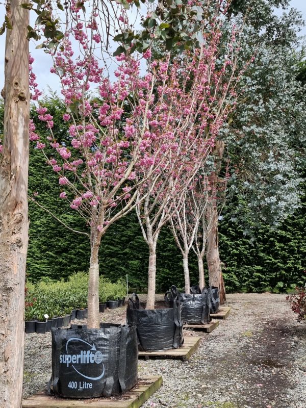 Prunus Kanzan-Pink Perfection 400lt - Heritage Range - Oct 2021 (6)