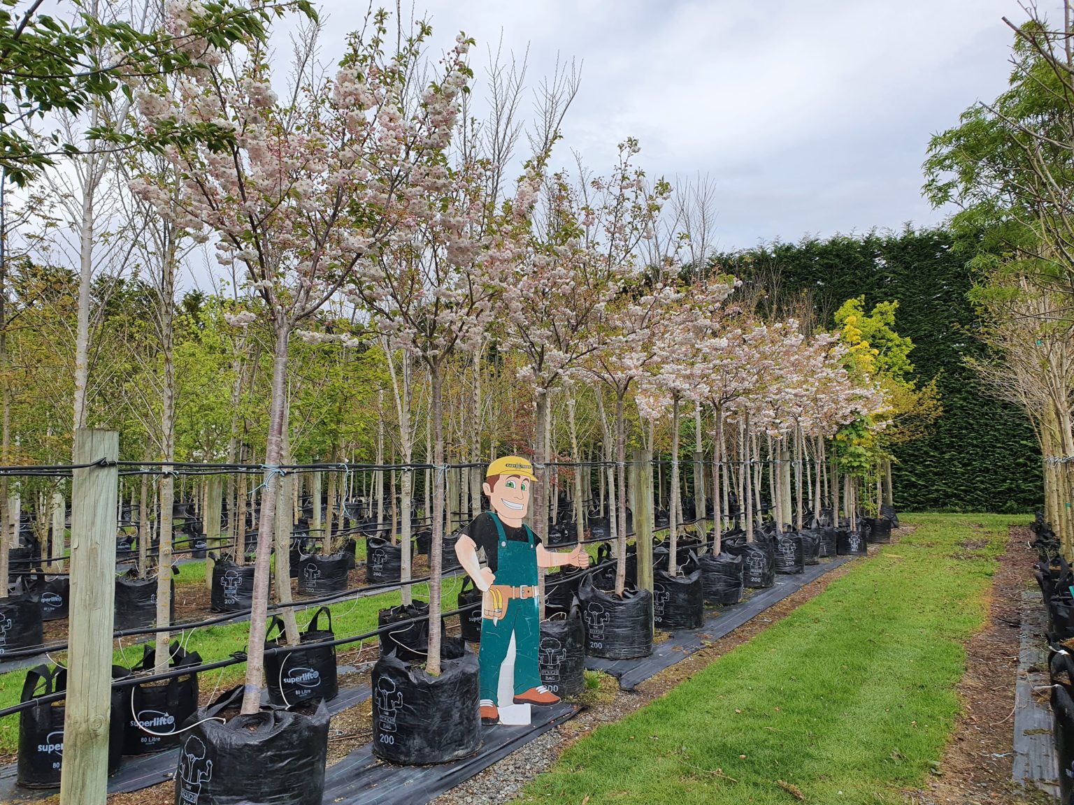 Heritage PRUNUS Serrulata Shimidsu Sakura | Moonlight Cherry