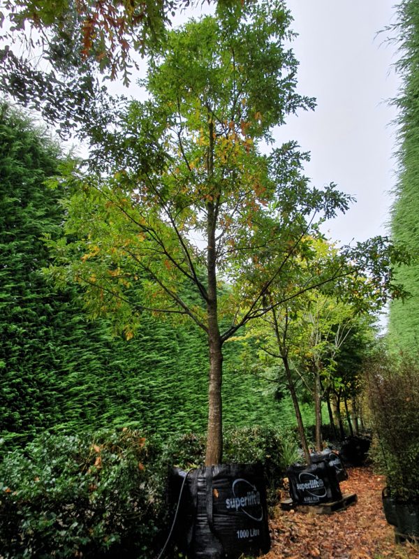 Quercus cerris - 1000lt Heritage Collection - April 2021 (2)