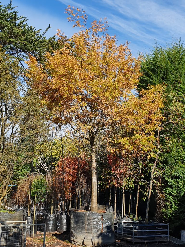 Quercus cerris 2000lt Heritage Range - May 2021