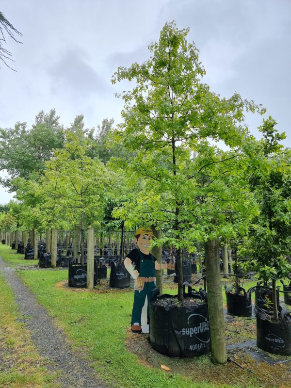 Quercus palustris 400lt - Heritage Collection Nov 2021 (3)