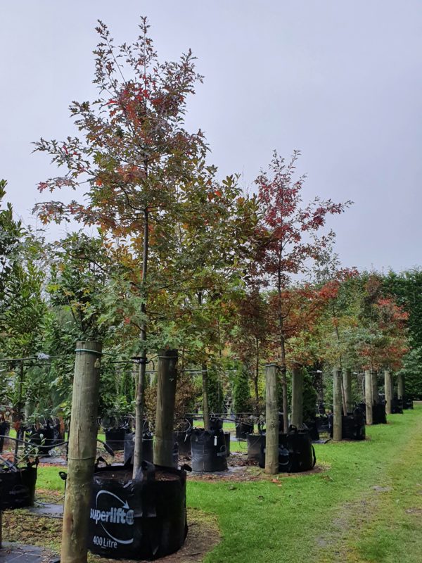 Quercus palustris 400lt Heritage Range April 2021 (7)
