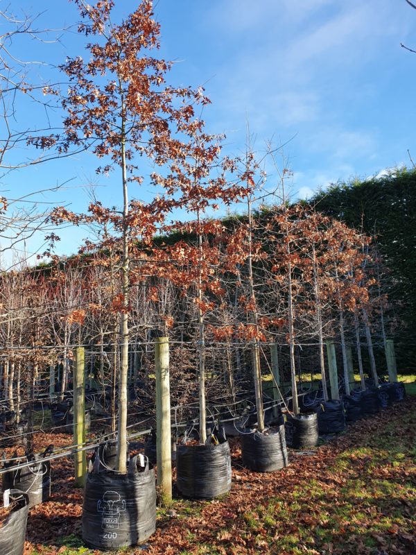 Quercus palustris Heritage Range 200lt - July 2020 (6)