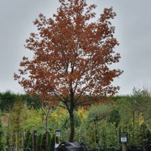 QUERCUS robur – English Oak