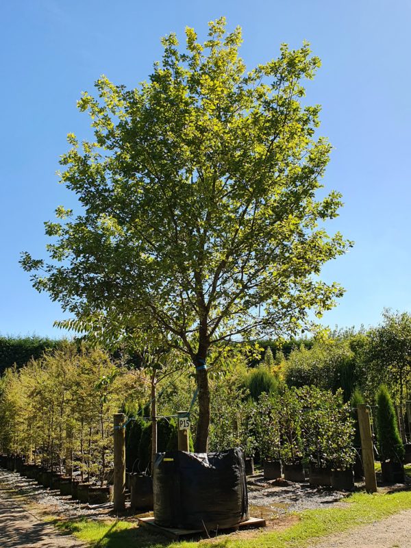 Quercus robur Heritage Range 2000lt March 2021