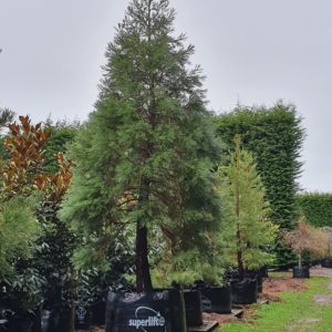SEQUOIADENDRON giganteum – Giant Wellingtonia Redwood