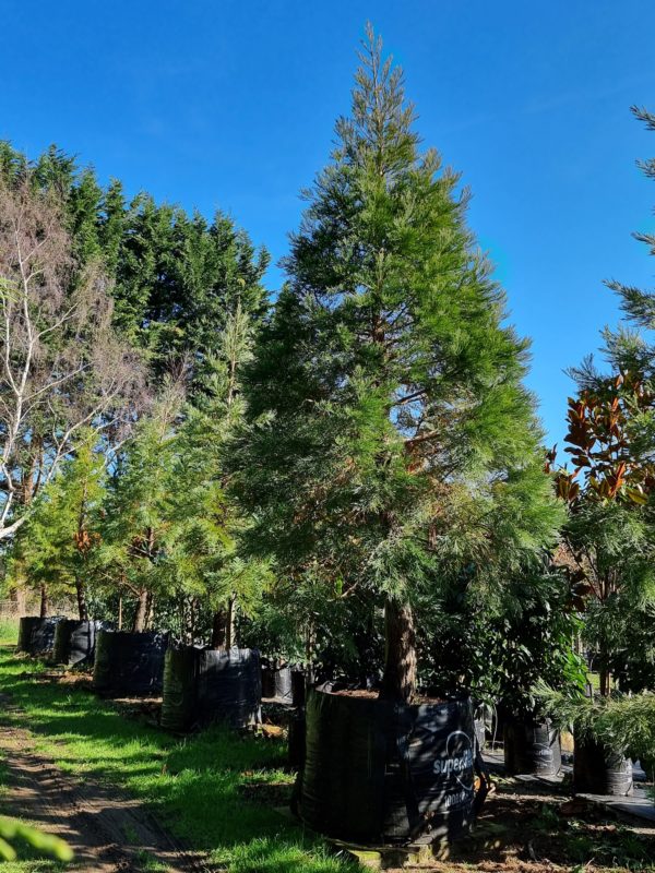 Sequoiadendron giganteum 1000lt Heritage Range - Sept 2021 (2)
