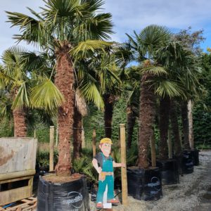 TRACHYCARPUS fortunei – Windmill Palm