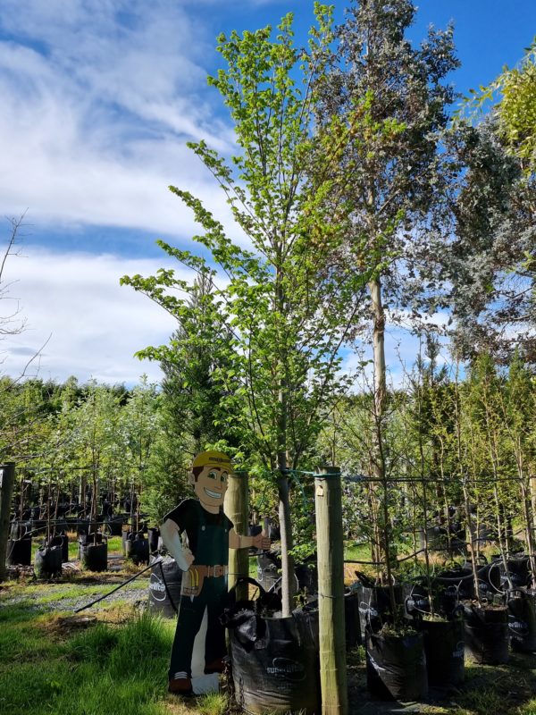 ULMUS Hollandica Lobel | Upright Elm | Easy Big Trees