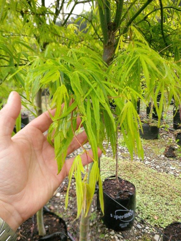 ACER palmatum 'Scolopendrifolium' - Green Japanese Maple