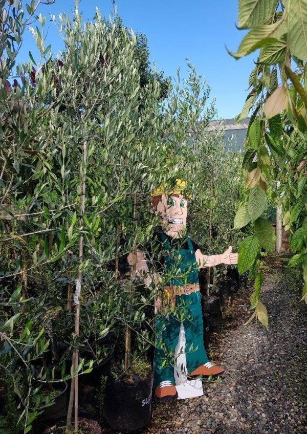 OLEA varieties - Olive Tree