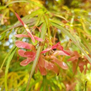 ACER palmatum ‘Scolopendrifolium’ – Green Japanese Maple