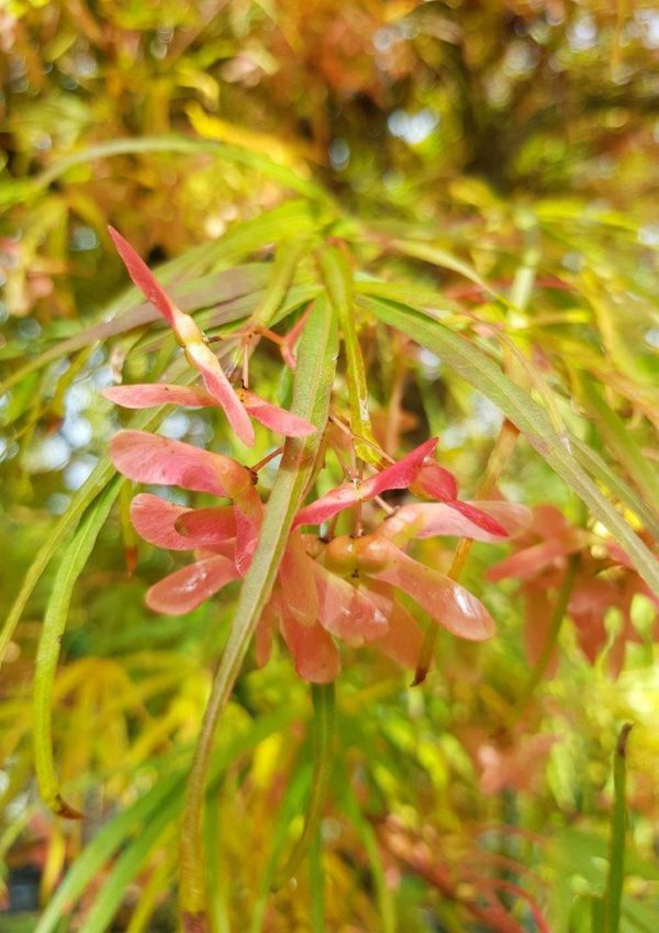 ACER palmatum 'Scolopendrifolium' - Green Japanese Maple