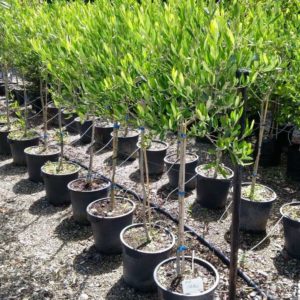 OLEA varieties – Olive Tree