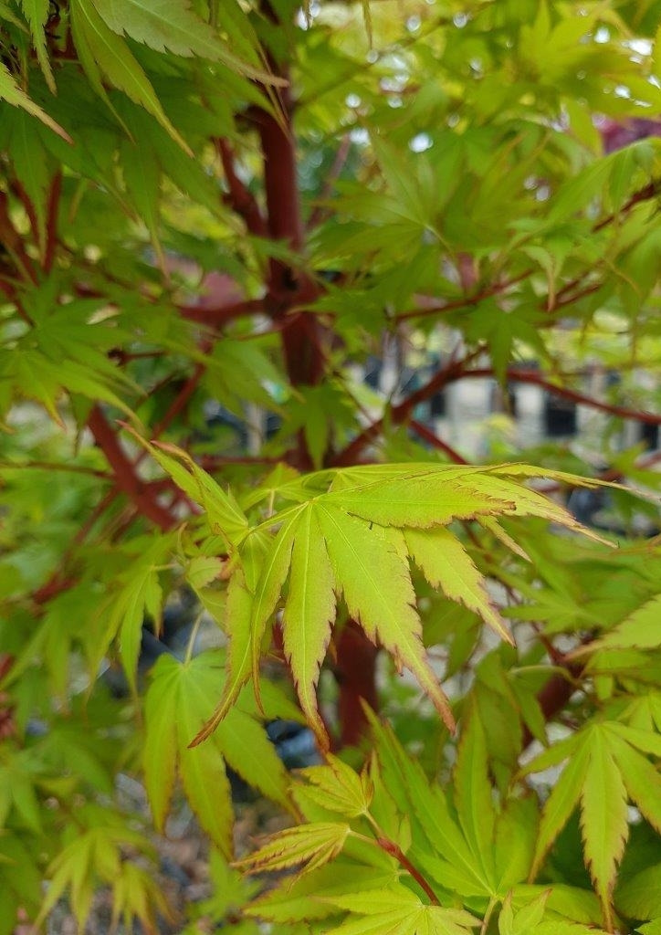 ACER palmatum 'Senkaki' - Coral Bark Maple