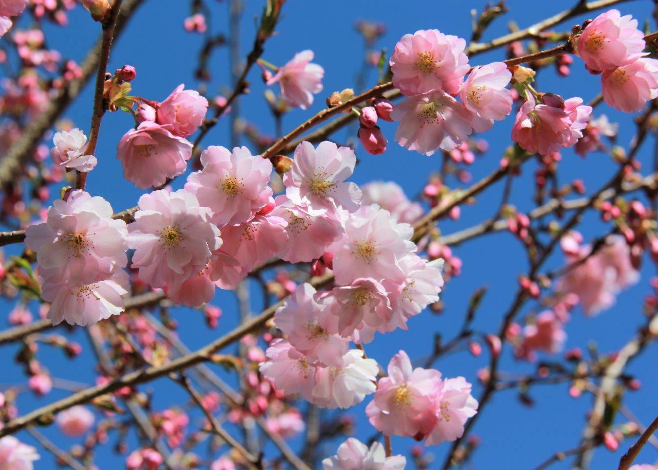 Prunus Accolade Pink Flowering