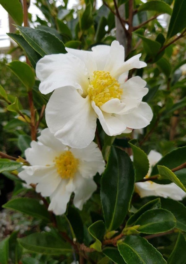 CAMELLIA Setsugekka - White Flowering Camellia