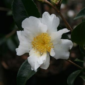 CAMELLIA Setsugekka Hedge – White Flowering Camellia