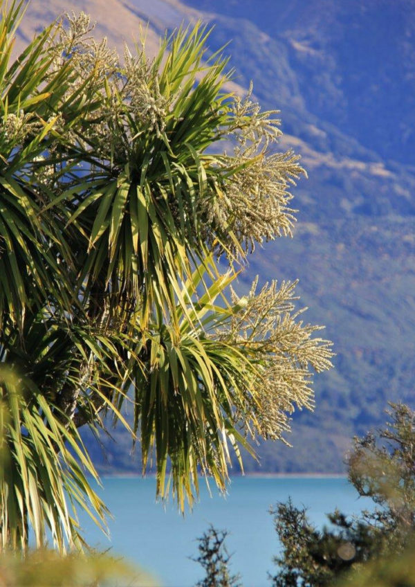 CORDYLINE australis - NZ Native Cabbage Tree