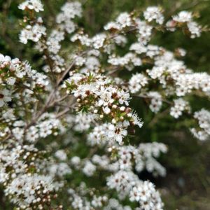 KUNZEA ericoides – NZ Native Kanuka