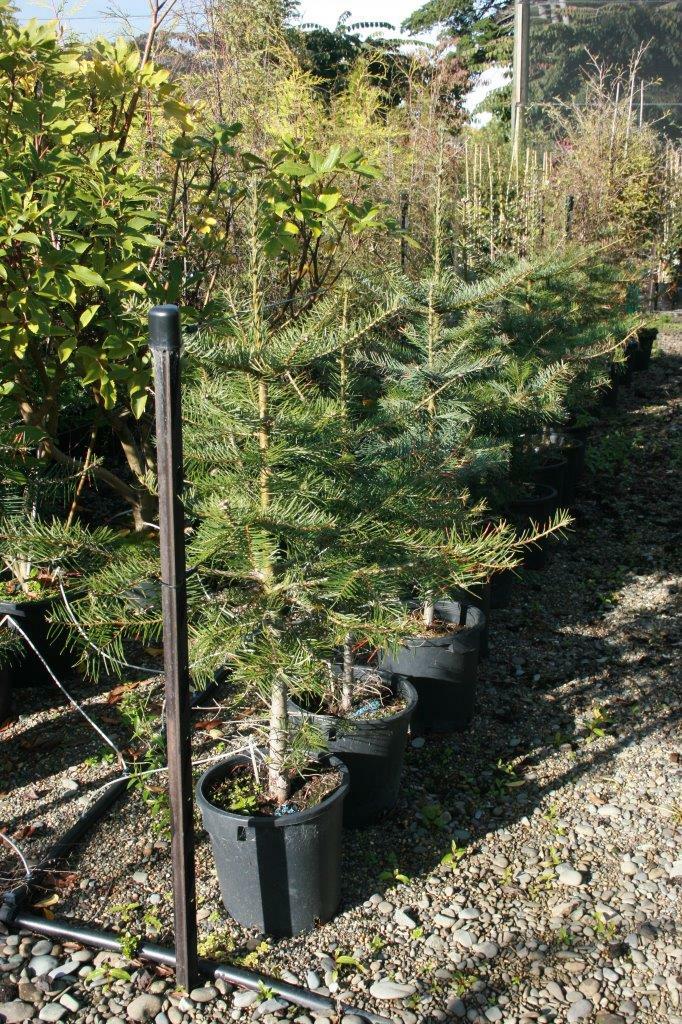 PICEA grandis - Spruce Tree
