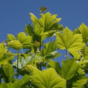 PLATANUS acerifolia – London Plane Tree